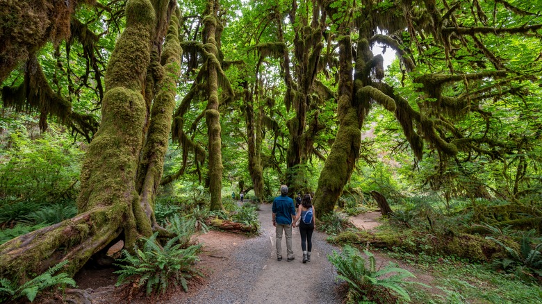 hikers in the Hall of Mosses at Olympic National Park's Hoh Rain Forest in Washington