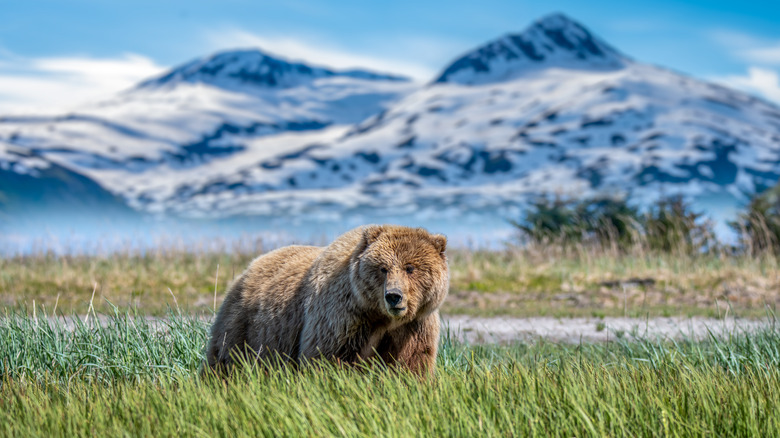 Alaskan brown bear at Lake Clark National Park
