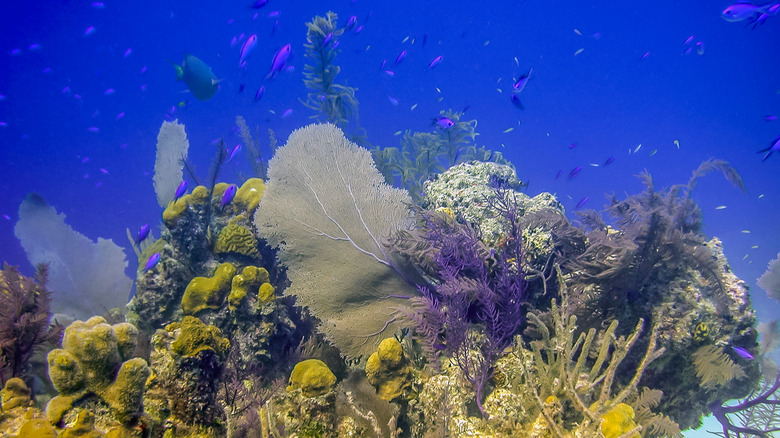 Bight Reef fish and plants in Turks and Caicos