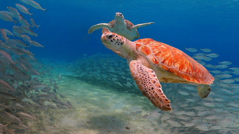 Turtles and a school of fish on the reef of Turks and Caicos