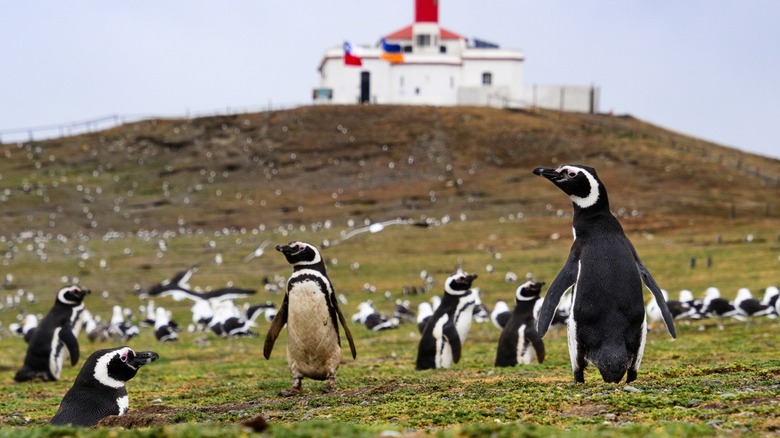 Magellanic penguins, with the historic lighthouse in the background, on Isla Magdalena in Punta Arenas, Chile