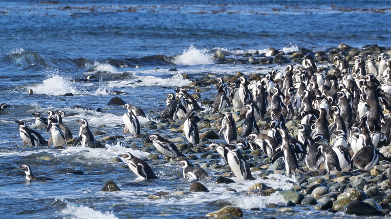 Magellanic penguins play in the waters of the Strait of Magellan in Isla Magdalena, Punta Arenas, Chile