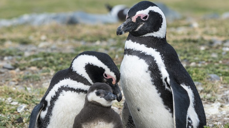 A family of Magellanic penguins on Isla Magdalena in Punta Arenas, Chile