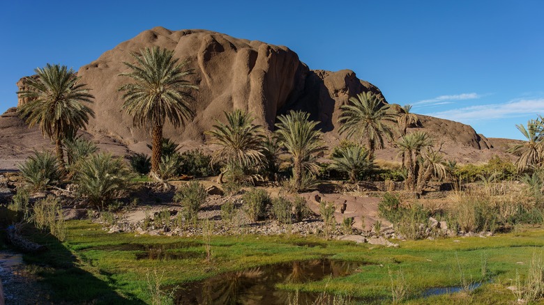 View of date palm and oasis at Fint Oasis