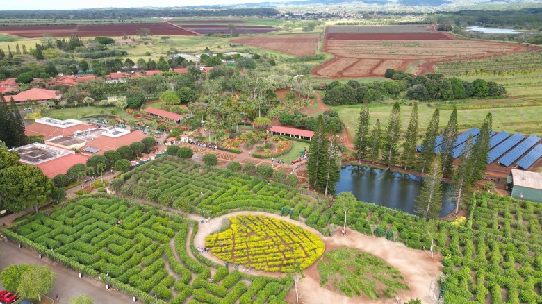 The giant Pineapple Garden Maze on the Dole Plantation