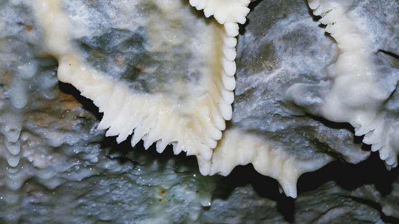 Tooth-like crystal formations inside of Jewel Cave in South Dakota