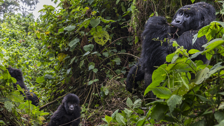 Mountain gorillas 