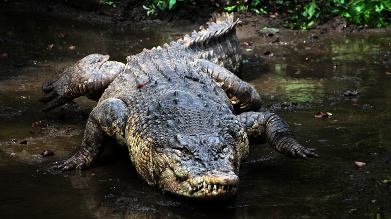 saltwater crocodile in shallow water