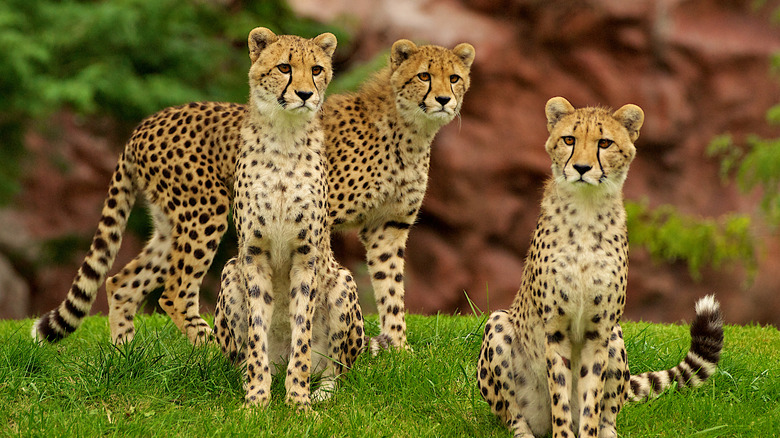 cheetahs at the toronto zoo