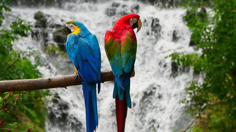 Macaws at the toronto zoo