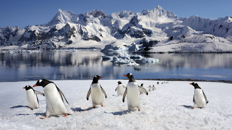 Gentoo penguins in Antarctica