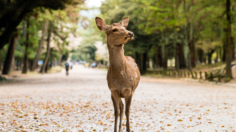 A wild deer roaming around a park in Nara, Japan