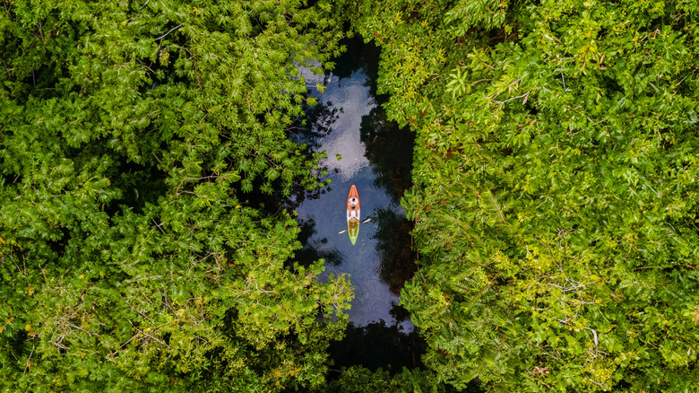 Kayaking through mangrove forests.