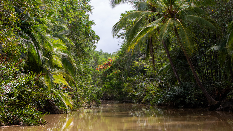 The waterways through the mangrove forests of Costa Rica