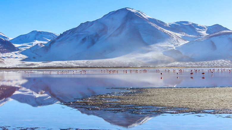 Flamingos in the water at Laguna Colorada, Bolivia, in front of a mountain