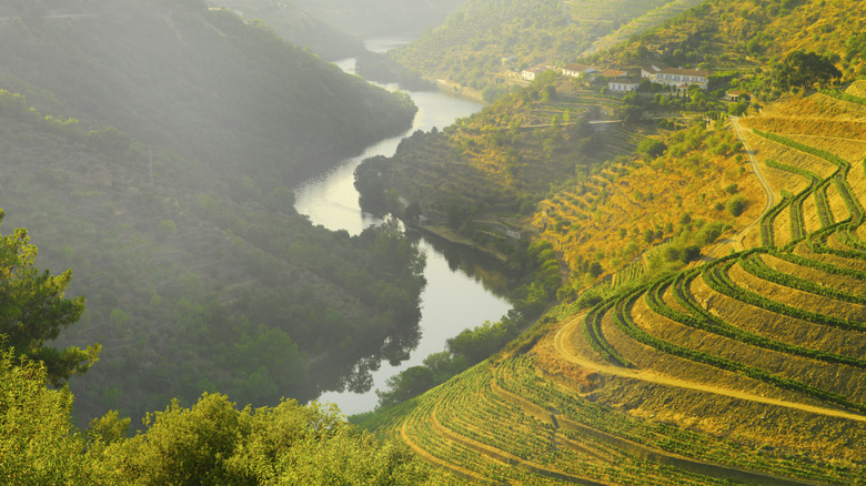 Terraced vineyards and forested hillsides along the Douro River valley