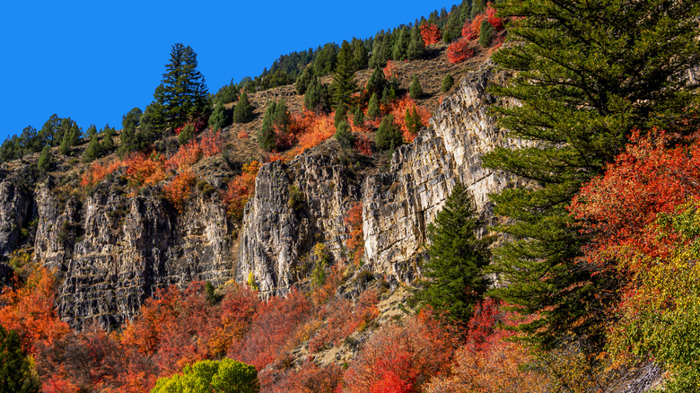 View from Logan Canyon Scenic Byway in autumn