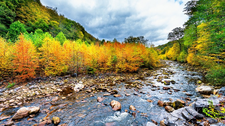 Red Creek Dolly Sods Wilderness