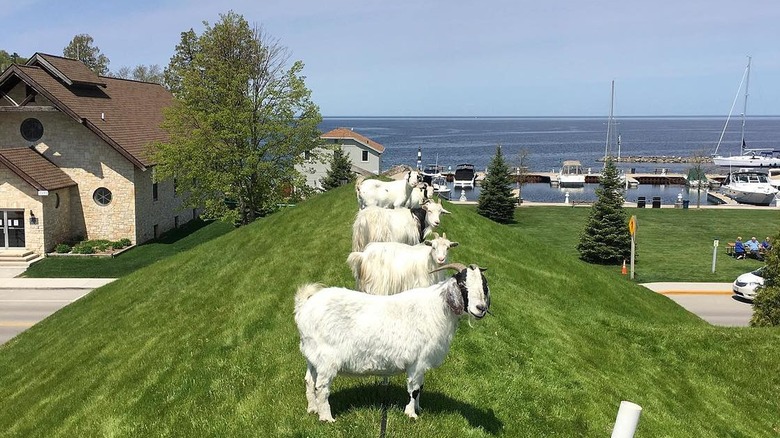 Goats on the Rood in Sister Bay Wisconsin