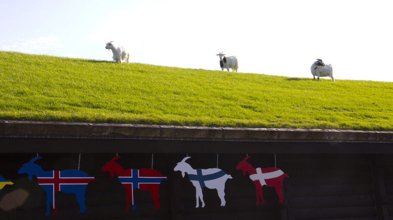 Goats on the roof at Al Johnson's Swedish Restaurant