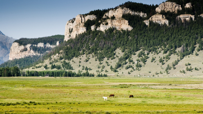 Horses beneath the cliffs of the Sunlight Basin in Wyoming