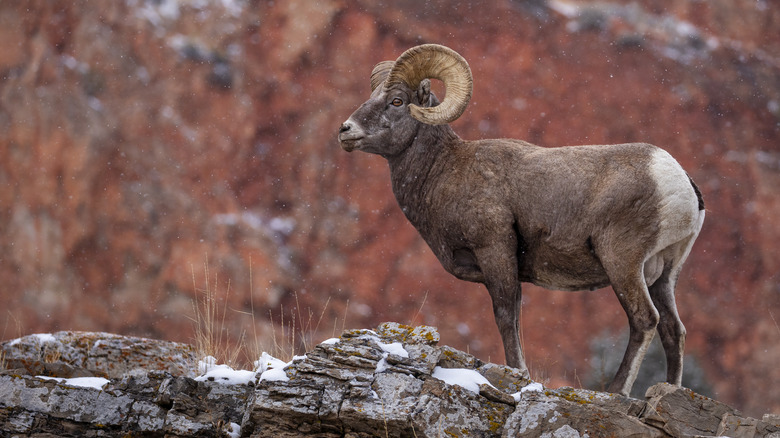 A bighorn ram in Wyoming on a winter day