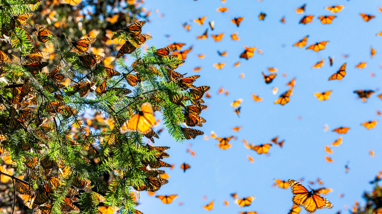 Monarch butterflies fluttering across the sky with some perched on a tree branch