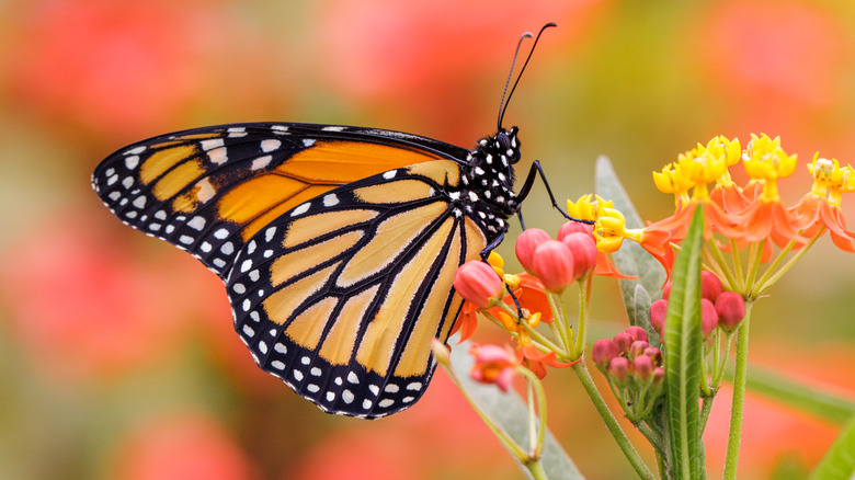 Monarch butterfly perched on milkweed plant