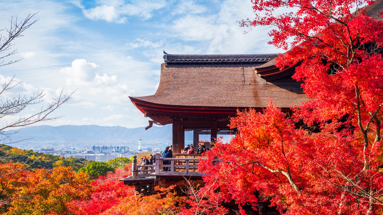 Kyoto City in Japan among vibrant red fall foliage