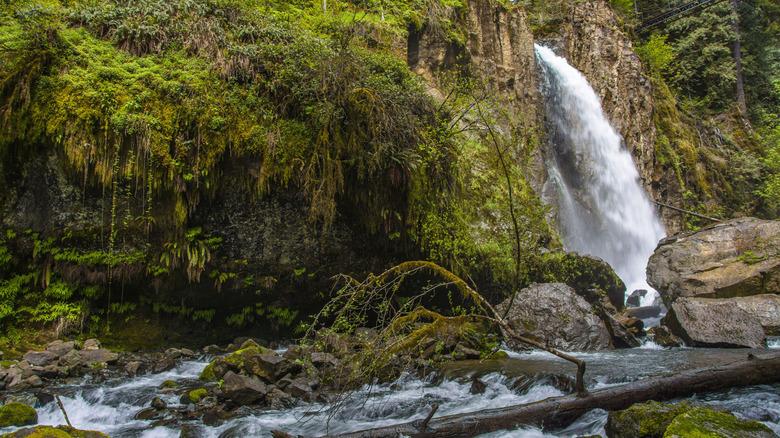 Drift Creek Falls