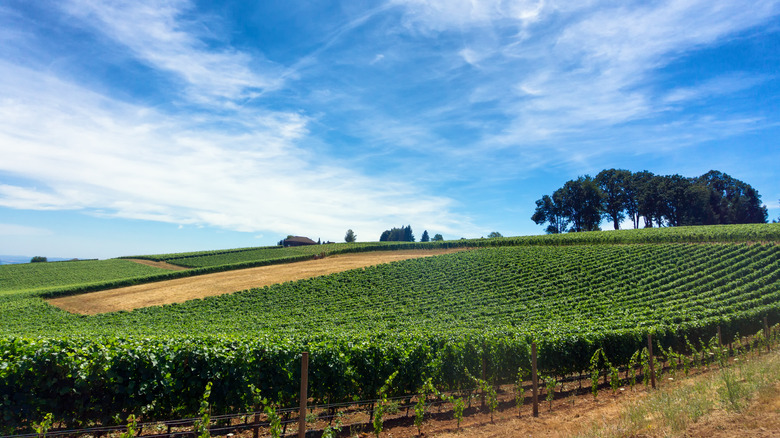 Pinot Noir vineyard in Willamette Valley wine country surrounding McMinnville, OR