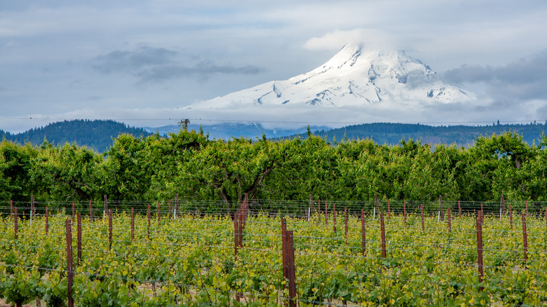 Mount Hood over vineyards