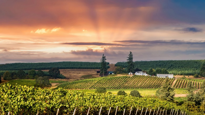 Willamette Valley vineyards at golden hour