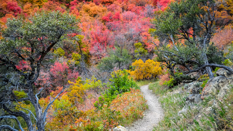 Pipeline trail in Millcreek Canyon, Utah, during the fall