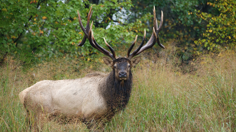 Elk stag at Elk Country Visitor Center in Pennsylvania wilderness