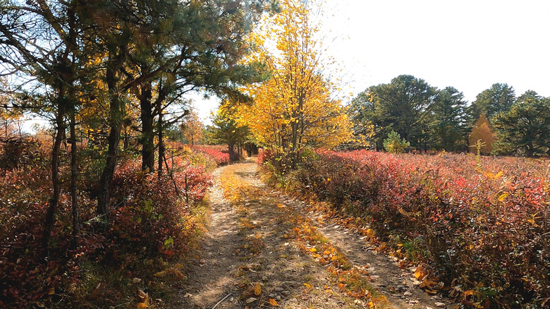 Pennsylvania Wilds country road in fall