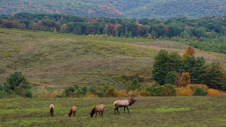 Wild elk herd in the fall, Pennsylvania