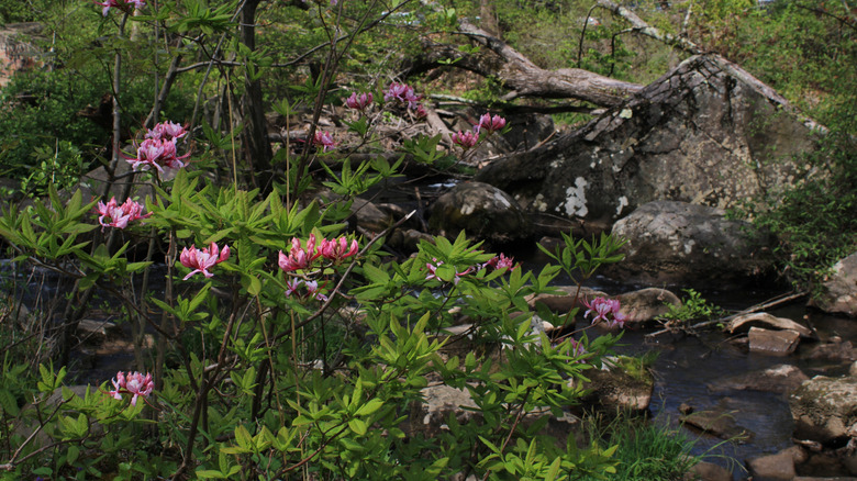 Creek with flowers next to St. Peter's Village in Pennsylvania