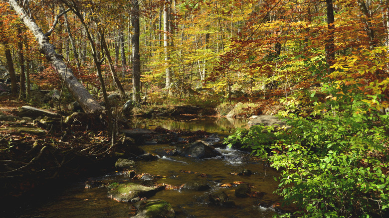 Fall foliage in the woods close to St. Peter's Village, Pennsylvania