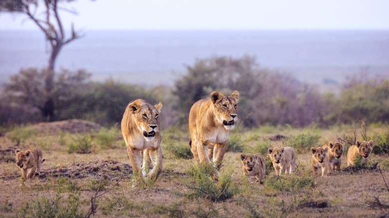 Pride of female lions with cubs