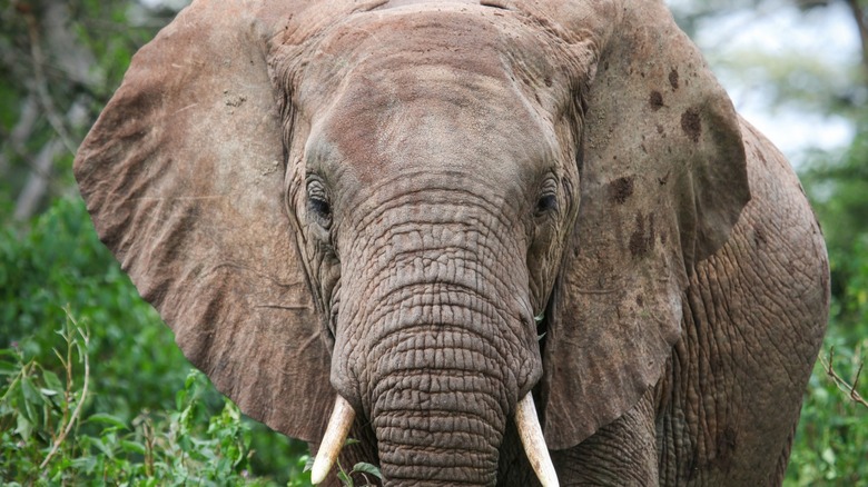 African Elephant among lush greenery