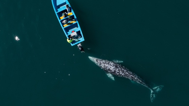 Aerial view of a North Pacific gray whale approaching a tourist boat in a lagoon in Baja California Sur, Mexico