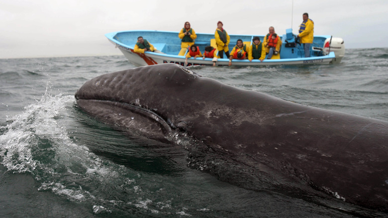 A breaching gray whale close to a tourist boat in Baja California Sur, Mexico