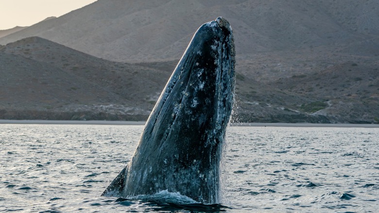 A North Pacific gray whale breaches in a lagoon in Baja California Sur, Mexico