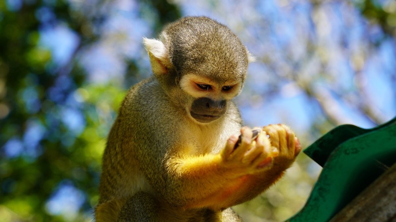 A squirel monkey takes a moment to examine his snacks