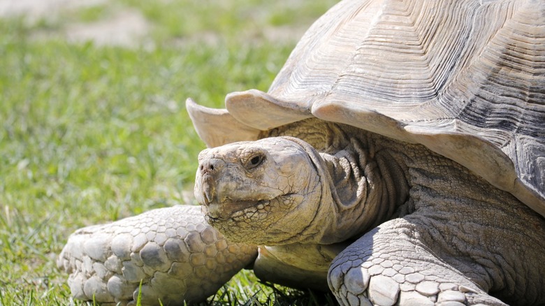 Sulcata tortoises are beautiful