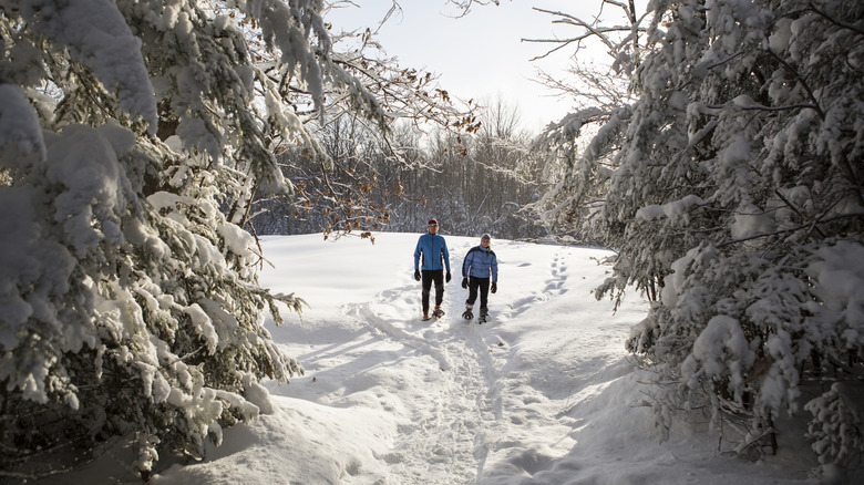 Two people snowshoeing through a winter forest on a sunny day in the Midwest