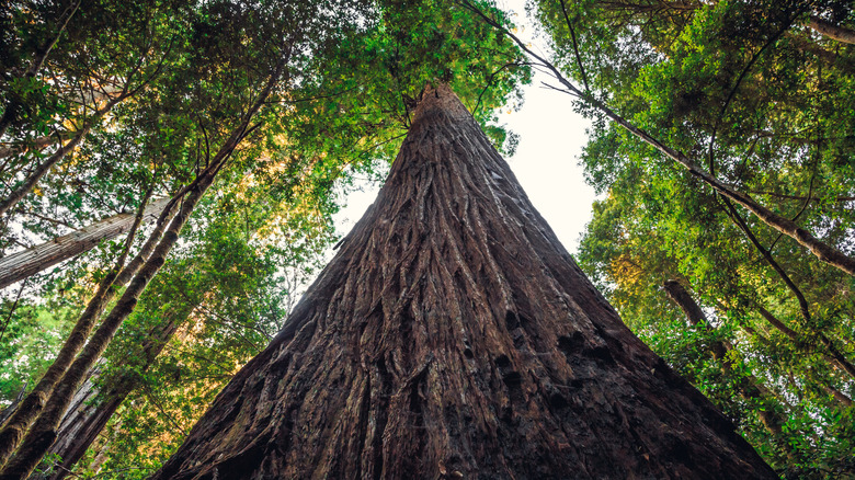 Tallest living tree in the world, Hyperion, at Redwood National Park, California