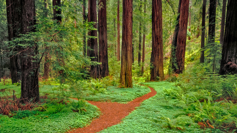 trail through Prairie Creek State Park