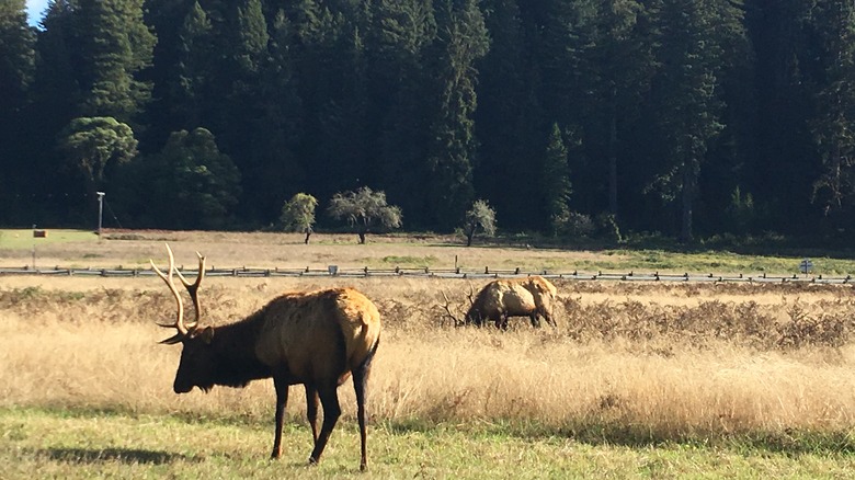 Roosevelt Elk at Prairie Creek State Park